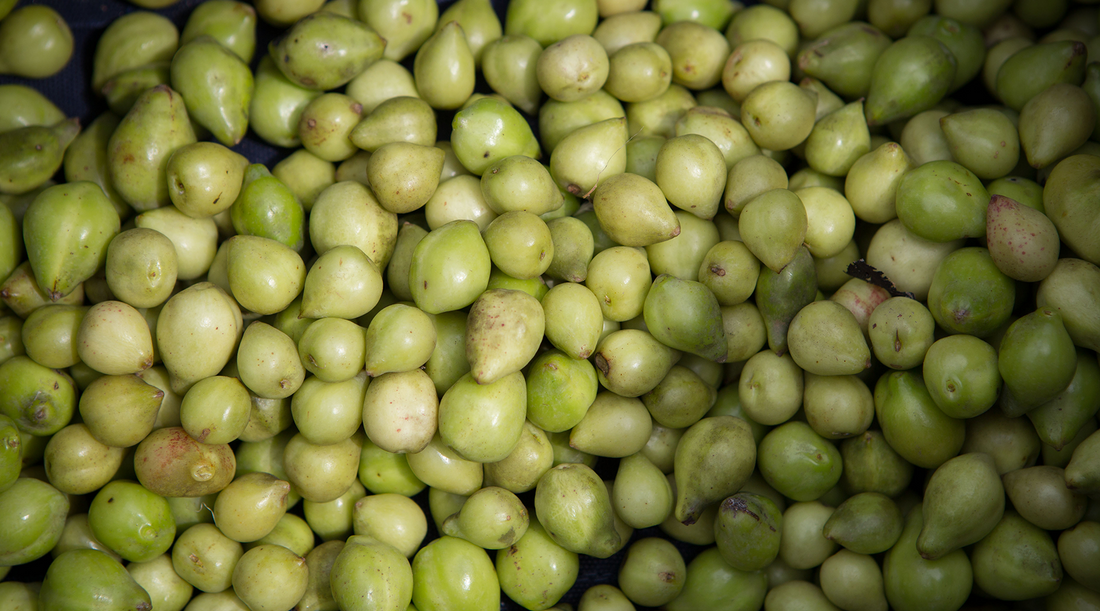kakadu plums