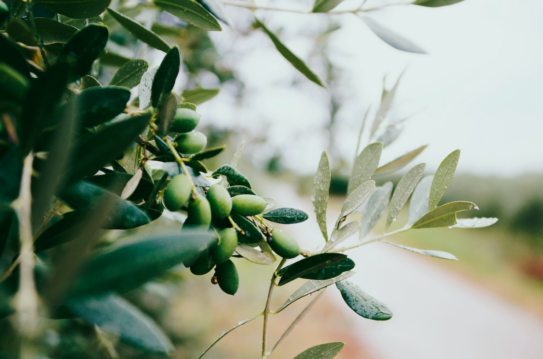 Ingredients Your Skin Will Love: Olive Oil Extract & Cacao Butter