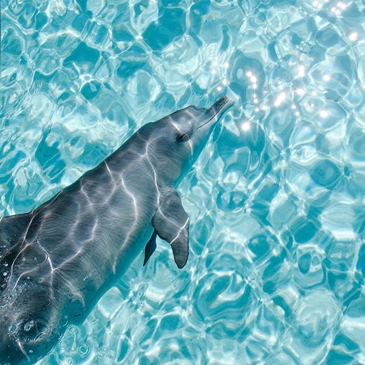 Meet Ocean Aimee - We Are Feel Good Inc.